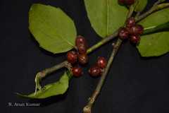 Ilex dipyrena